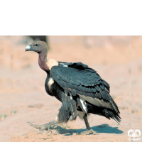 گونه دال پشت سفید White-rumped Vulture